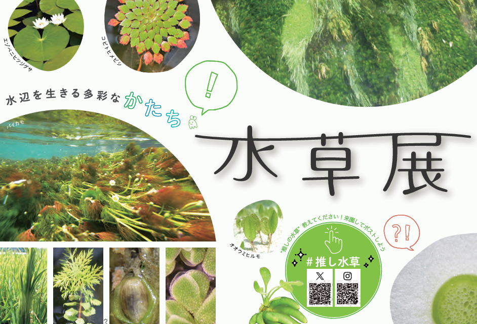 水草展～水辺を生きる多彩なかたち～（筑波実験植物園）